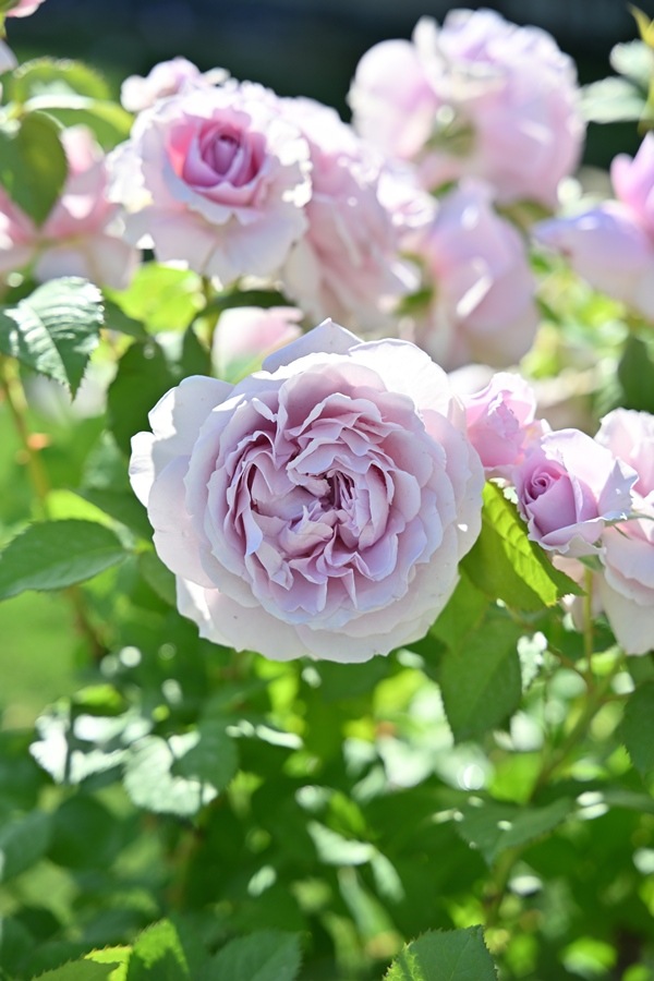 レミエル（大苗予約）7号鉢植え kawamoto Rose Garden（河本バラ園