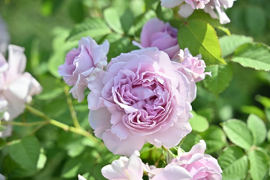 レミエル（大苗予約）7号鉢植え kawamoto Rose Garden（河本バラ園