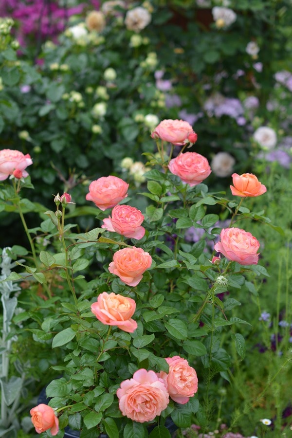 タルト・アブリコ（大苗予約）7号鉢植え kawamoto Rose Garden（河本