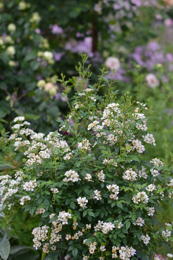 ニッセ（大苗予約）7号鉢植え kawamoto Rose Garden（河本バラ園