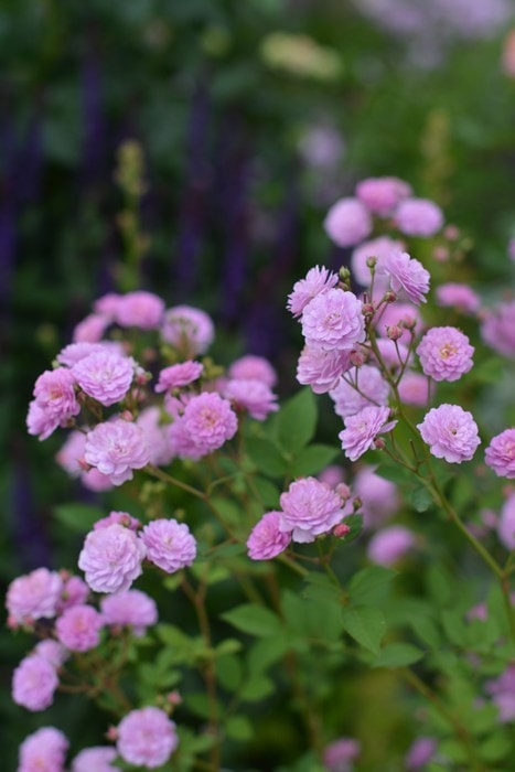 リュネビル（大苗予約）7号鉢植え kawamoto Rose Garden（河本バラ園