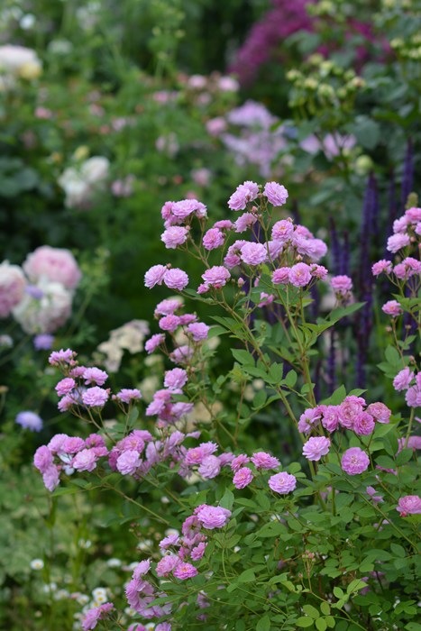 リュネビル（大苗予約）7号鉢植え　 kawamoto  Rose Garden（河本バラ園） ローズ・ドゥ・メルスリー 四季咲き バラ苗  《種苗登録出願中》