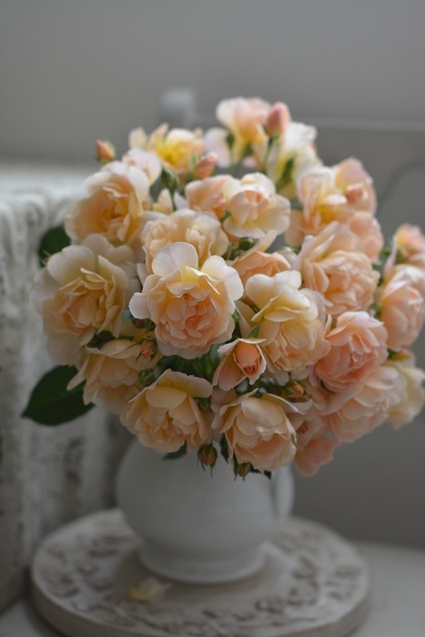 ムニュエ（大苗予約）7号鉢植え kawamoto Rose Garden（河本バラ園