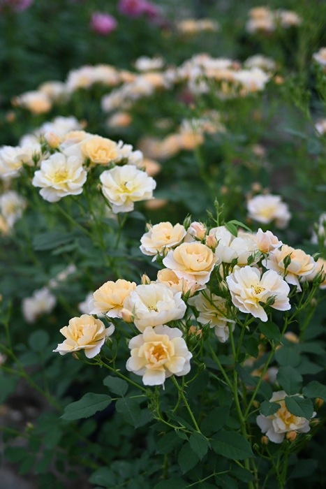 ムニュエ（大苗予約）7号鉢植え kawamoto Rose Garden（河本バラ園