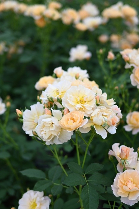 ムニュエ（大苗予約）7号鉢植え kawamoto Rose Garden（河本バラ園
