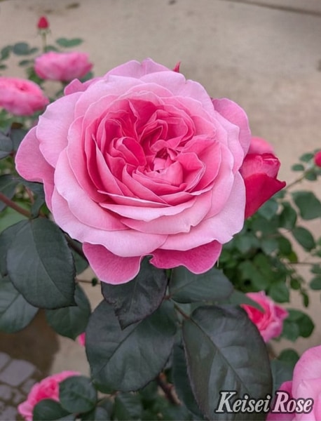花雫（大苗予約）7号鉢植え 四季咲き中輪房咲き バラ苗 《品種登録出願