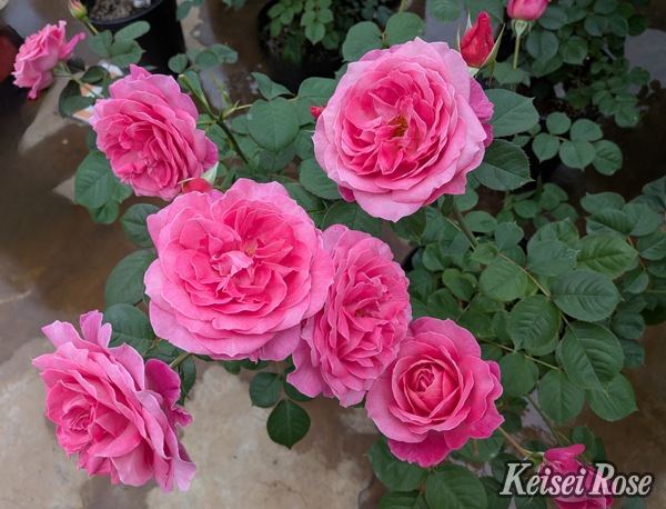 花雫（大苗予約）7号鉢植え 四季咲き中輪房咲き バラ苗 《品種登録出願