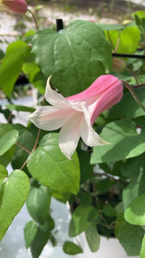 クレマチス 'ミルキーリップ' 系統：テキセンシス、ビオルナ系  新枝咲き  四季咲き  15cmポット