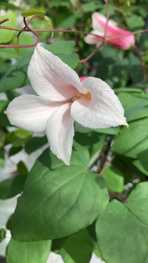 クレマチス 'ミルキーリップ' 系統：テキセンシス、ビオルナ系  新枝咲き  四季咲き  15cmポット