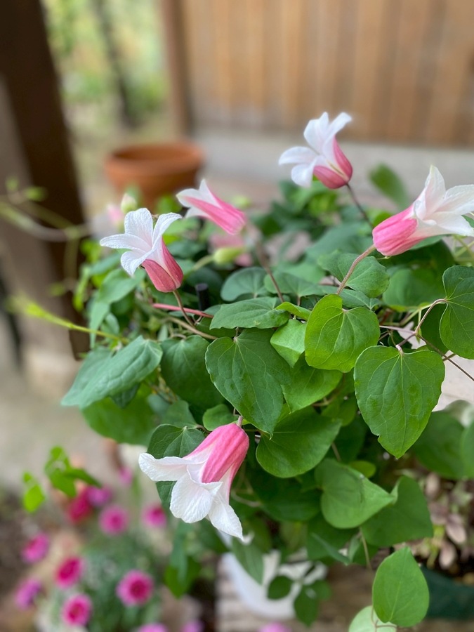 クレマチス 'ミルキーリップ' 系統：テキセンシス、ビオルナ系  新枝咲き  四季咲き  15cmポット