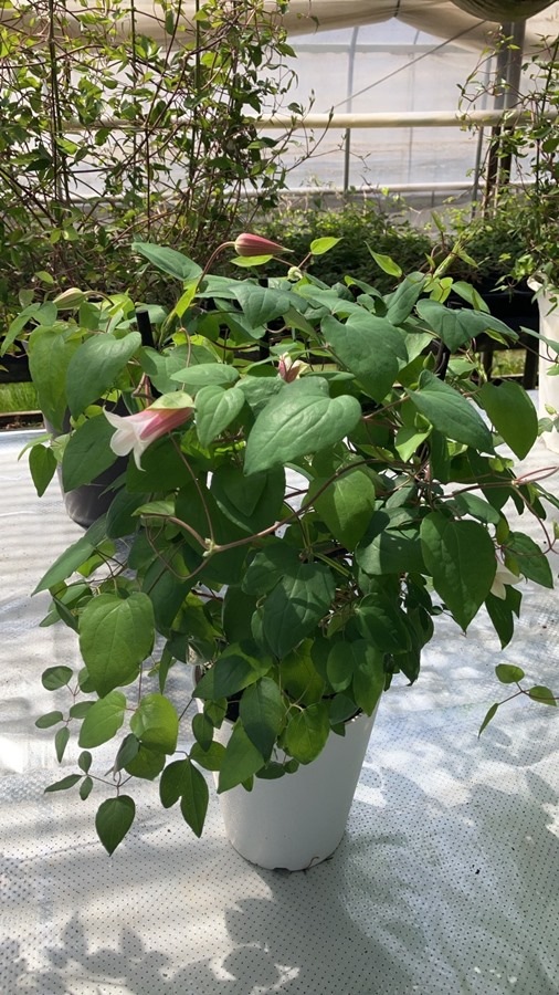 クレマチス 'ミルキーリップ' 系統：テキセンシス、ビオルナ系  新枝咲き  四季咲き  15cmポット