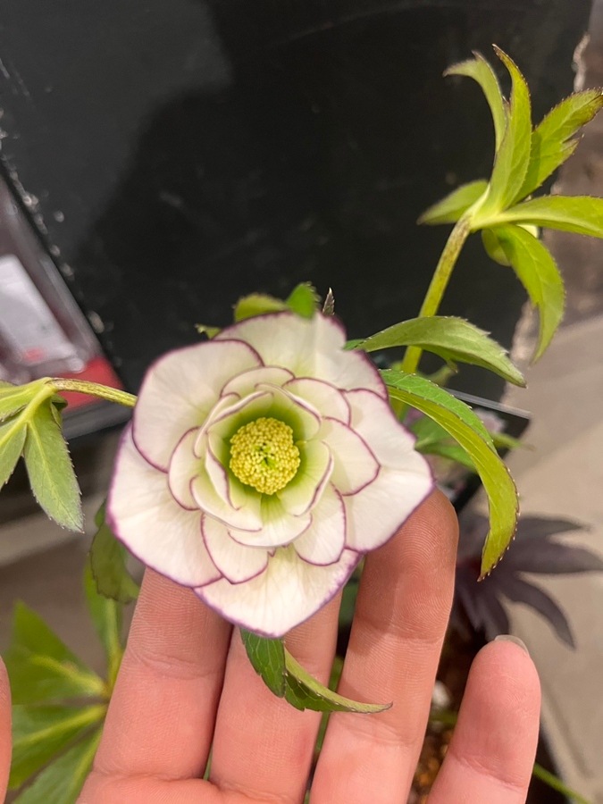 クリスマスローズ ウィンターシンフォニーシリーズ：セレクトミックス