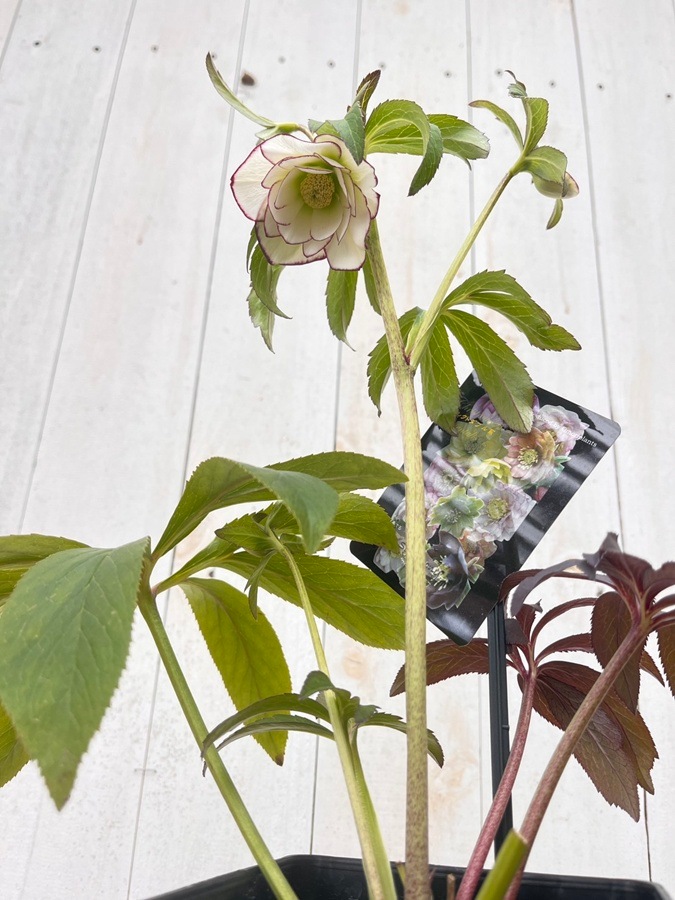 クリスマスローズ ウィンターシンフォニーシリーズ：セレクトミックス