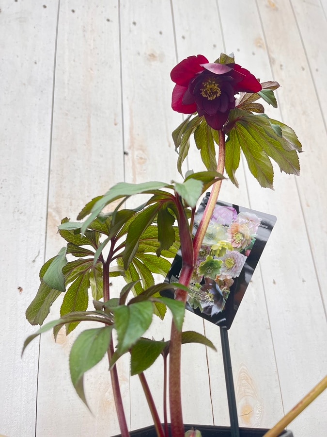 クリスマスローズ ウィンターシンフォニーシリーズ：セレクトミックス