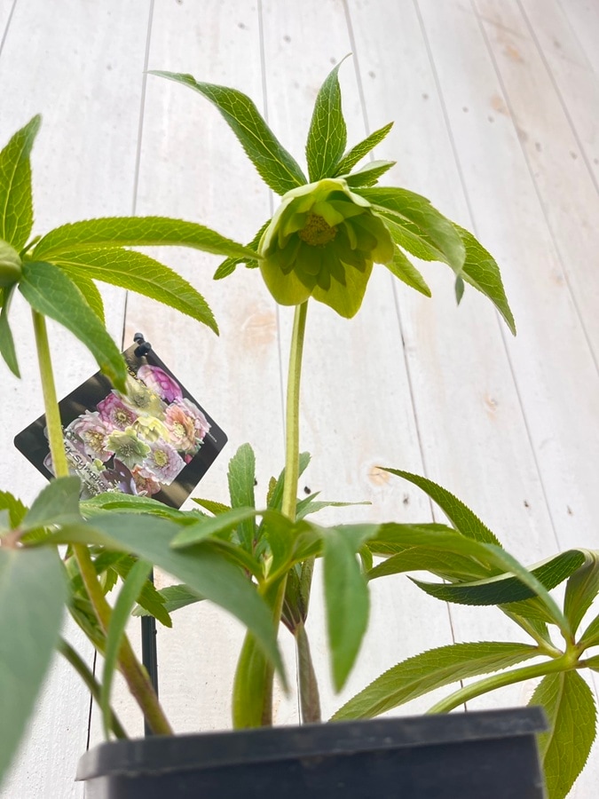 クリスマスローズ ウィンターシンフォニーシリーズ：セレクトミックス