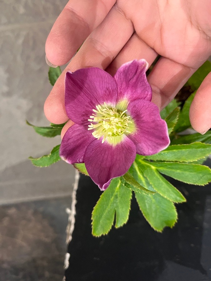 クリスマスローズ ウィンターシンフォニーシリーズ：セレクトミックス