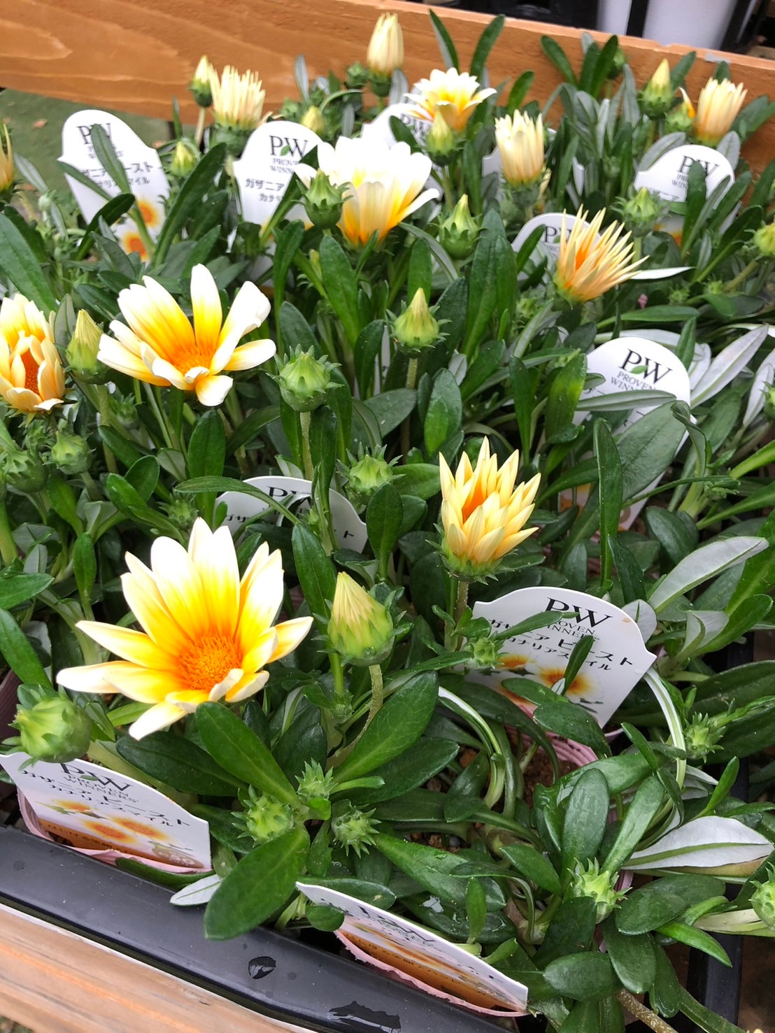 ガザニア ビースト 'カナリアスマイル' 10.5cmポット PW 宿根草