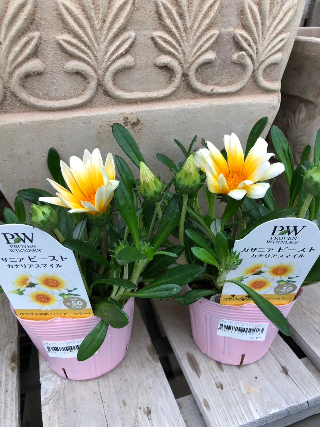 ガザニア ビースト 'カナリアスマイル' 10.5cmポット PW 宿根草