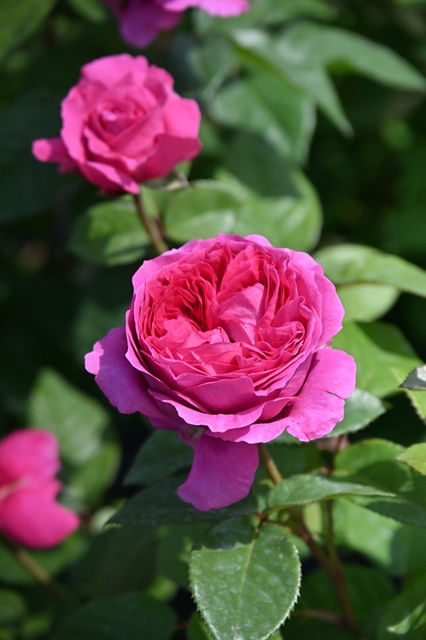 エメトワ（新苗予約）7号鉢植え　 デルバール（Delbard） フレンチローズ 四季咲き バラ苗  《種苗登録出願中》