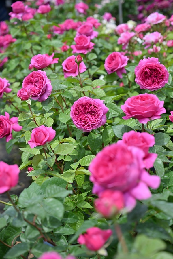 エメトワ（新苗予約）7号鉢植え　 デルバール（Delbard） フレンチローズ 四季咲き バラ苗  《種苗登録出願中》