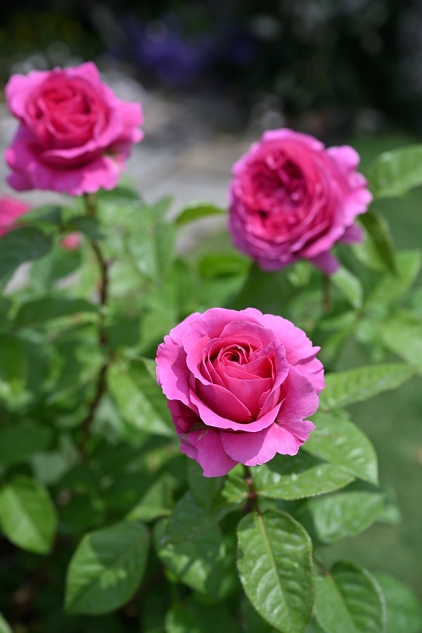 エメトワ（新苗予約）7号鉢植え デルバール（Delbard） フレンチローズ