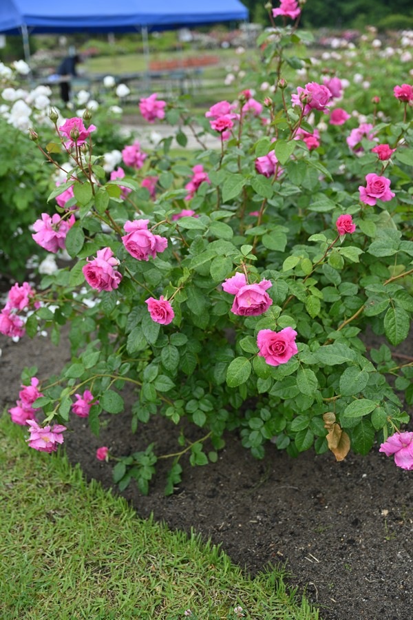 エメトワ（新苗予約）7号鉢植え デルバール（Delbard） フレンチローズ