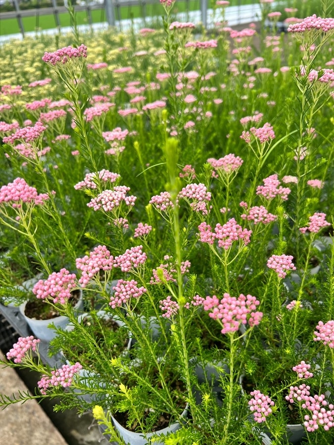 ライスフラワー・ピンク 宿根草 5号スリット鉢植え | 宿根草 | | バラ