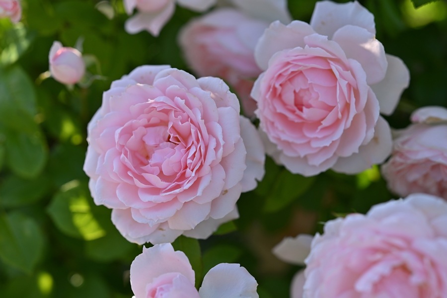 ベル・ドゥ・プロバンス（新苗予約）7号鉢植え　 デルバール（Delbard） フレンチローズ 四季咲き バラ苗  《種苗登録出願中》