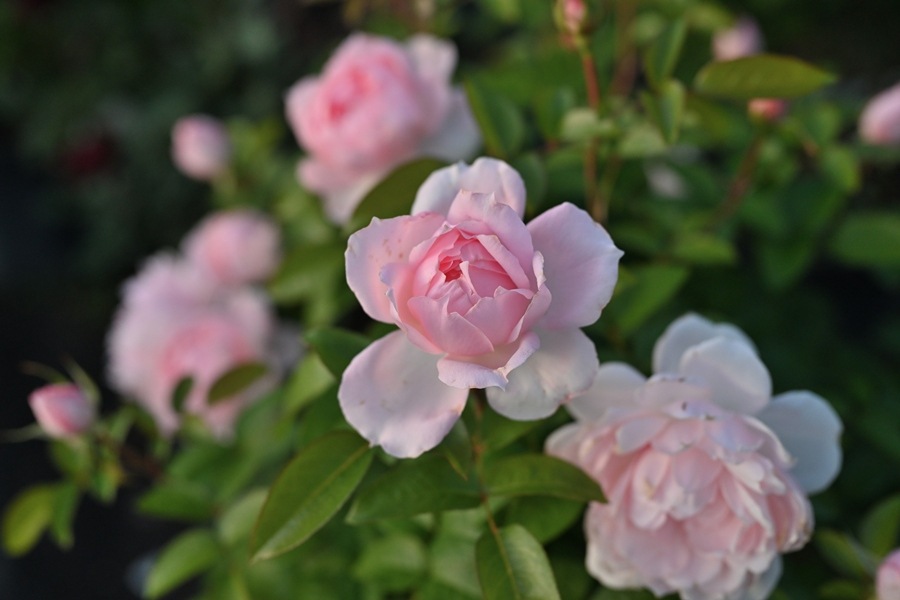 バラ苗　にやおん様予約です ベル・ドゥ・プロバンス（新苗予約）7号鉢植え デルバール（Delbard