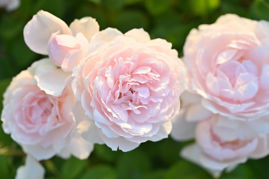 ベル・ドゥ・プロバンス（新苗予約）7号鉢植え　 デルバール（Delbard） フレンチローズ 四季咲き バラ苗  《種苗登録出願中》