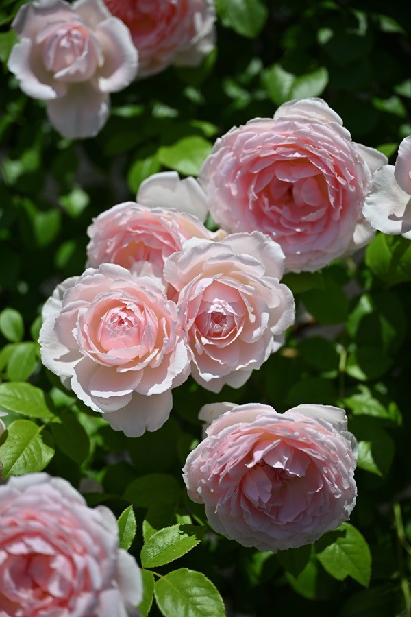 ベル・ドゥ・プロバンス（新苗予約）7号鉢植え　 デルバール（Delbard） フレンチローズ 四季咲き バラ苗  《種苗登録出願中》