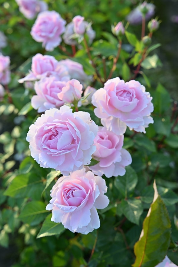 バラ苗　rocochanです ベル・ドゥ・プロバンス（新苗予約）7号鉢植え デルバール（Delbard