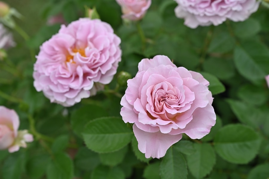 フリゼ（新苗） 7号鉢植え   四季咲き　ドリュ　Dorieux　バラ苗 《農林水産省 登録品種》