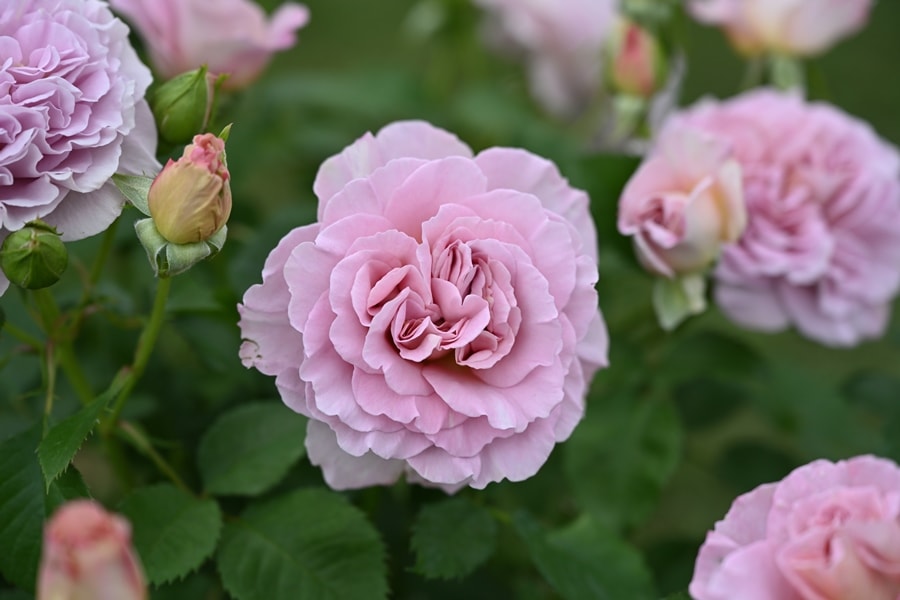 フリゼ（新苗） 7号鉢植え   四季咲き　ドリュ　Dorieux　バラ苗 《農林水産省 登録品種》