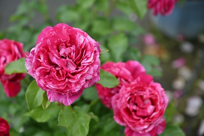 ベルト・モリゾ（新苗予約）7号鉢植え デルバール（Delbard） フレンチ