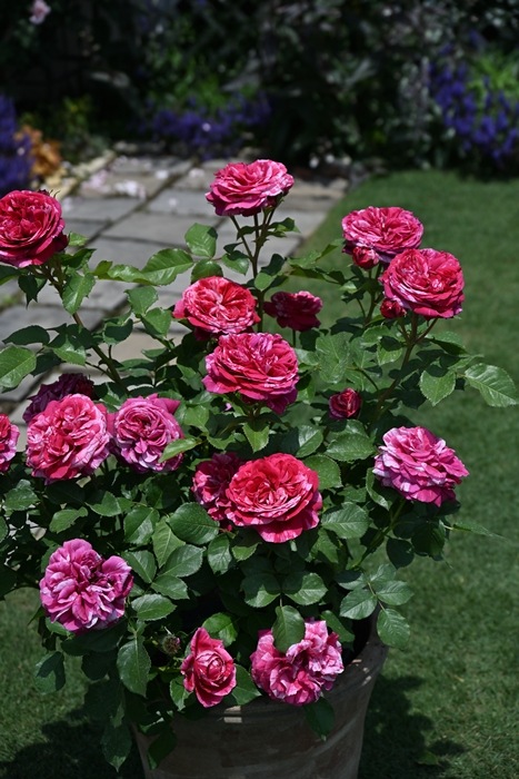 ベルト・モリゾ（新苗予約）7号鉢植え　 デルバール（Delbard） フレンチローズ 四季咲き バラ苗  《種苗登録出願中》