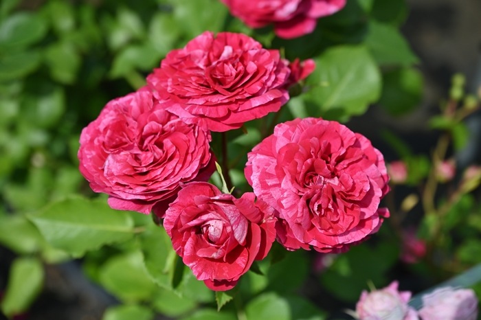 ベルト・モリゾ（新苗予約）7号鉢植え　 デルバール（Delbard） フレンチローズ 四季咲き バラ苗  《種苗登録出願中》