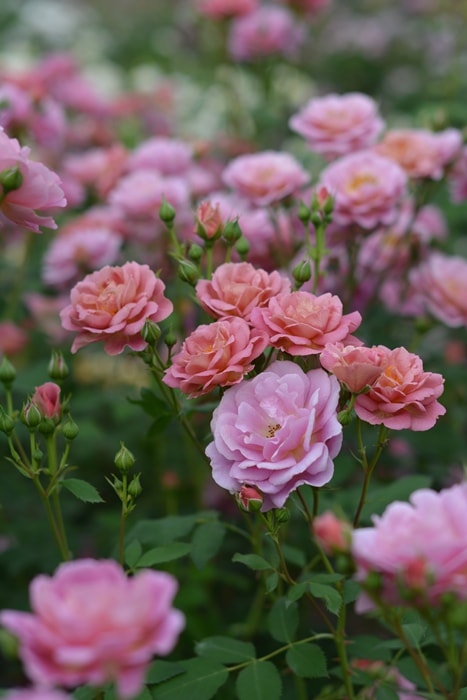 グロッグ（新苗予約）7号鉢植え kawamoto Rose Garden（河本バラ園