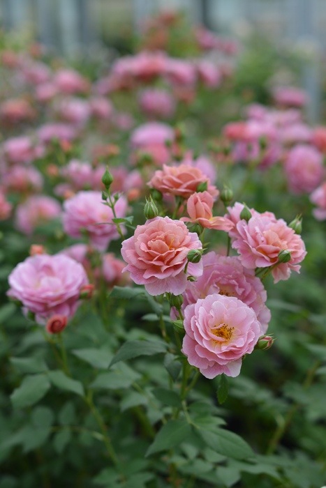 グロッグ（新苗予約）7号鉢植え kawamoto Rose Garden（河本バラ園