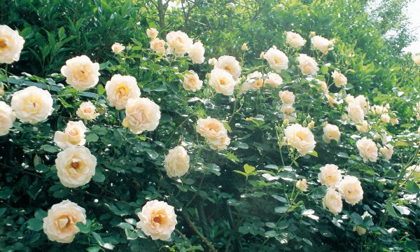 ロココ（大苗予約）7号鉢植え　バラ苗　　Rokoko　アプリコット　大輪　つるバラ　フェンス　アーチ