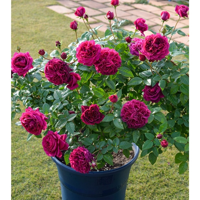 アレゴリー(大苗予約)7号鉢植え バラ苗 《農林水産省 登録品種》 デルバール(Delbard) フレンチローズ 四季咲き