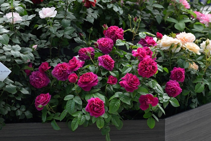アレゴリー(大苗予約)7号鉢植え バラ苗 《農林水産省 登録品種》 デルバール(Delbard) フレンチローズ 四季咲き