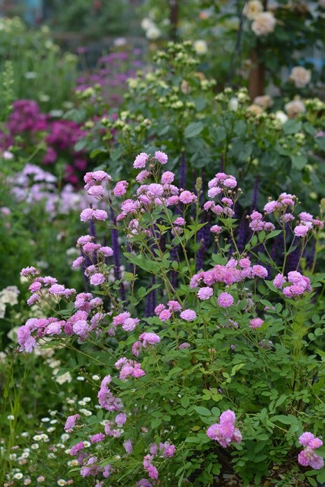 リュネビル（新苗予約） 7号鉢植え kawamoto Rose Garden（河本バラ園