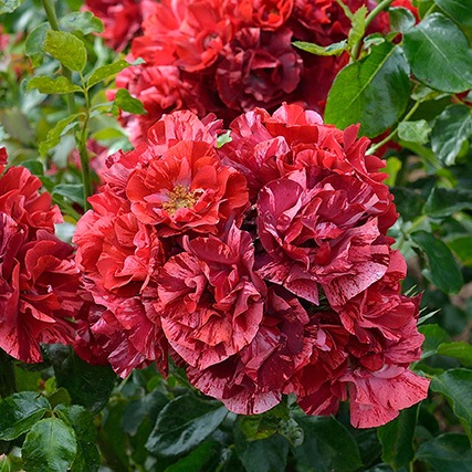 ラ・レーヌ・ドゥ・ラ・ニュイ（大苗予約）7号鉢植え　バラ苗　《農林水産省 登録品種》　デルバール（Delbard）　フレンチローズ　四季咲き