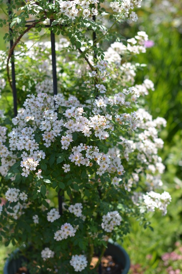 ニッセ（新苗）7号鉢植え　 kawamoto  Rose Garden（河本バラ園） ローズ・ドゥ・メルスリー バラ苗  《種苗登録出願中》