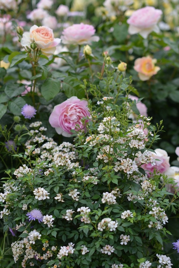 ニッセ（新苗予約）7号鉢植え kawamoto Rose Garden（河本バラ園