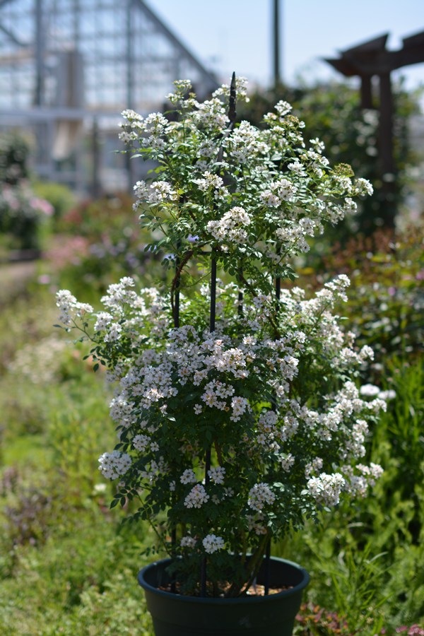 ニッセ（新苗予約）7号鉢植え kawamoto Rose Garden（河本バラ園