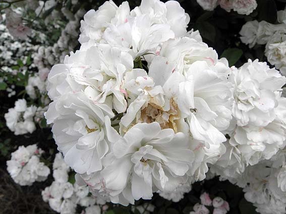 群星（大苗）7号鉢植え バラ苗 白 トゲが少ないつるバラ 早咲き 小輪