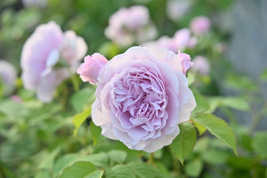 レミエル（新苗予約）7号鉢植え　 kawamoto  Rose Garden（河本バラ園） ヘブンシリーズ   四季咲き　バラ苗  《種苗登録出願中》