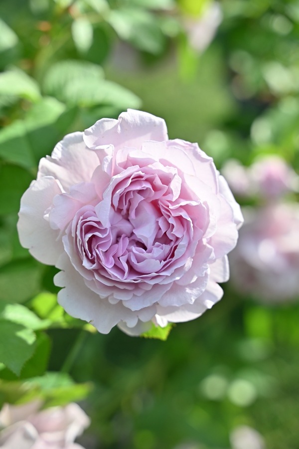 レミエル（新苗予約）7号鉢植え　 kawamoto  Rose Garden（河本バラ園） ヘブンシリーズ   四季咲き　バラ苗  《種苗登録出願中》